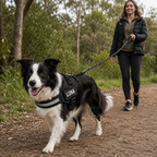 Personalized No-Pull Dog Harness for Easier Walks
