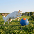 Inflatable Bite Resistant Herding Ball for Dogs – Durable Interactive Push & Chase Toy